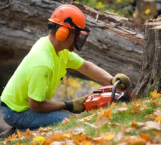 tree services Fox Chase